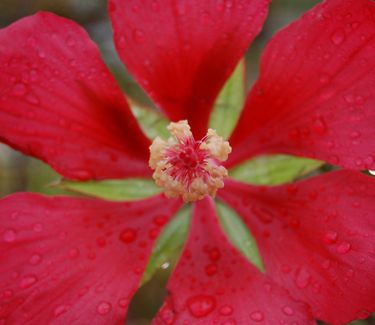 Hibiscus coccineus