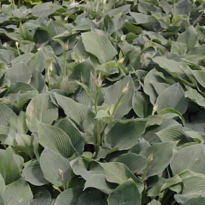 Hosta Blue Angel