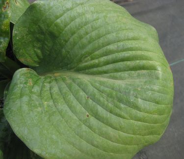 Hosta 'Big Daddy'