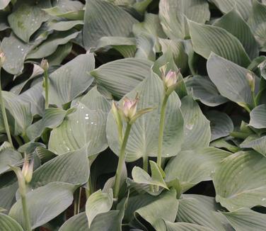 Hosta 'Blue Angel' 