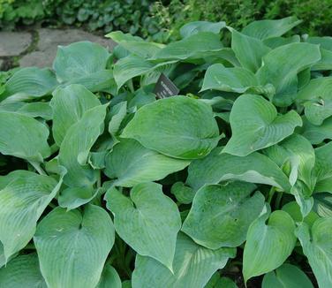 Hosta Blue Angel (@ NYBG)