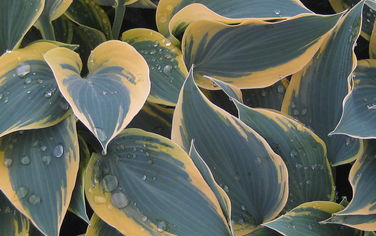 Hosta First Frost 