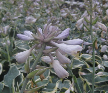  Hosta First Frost 