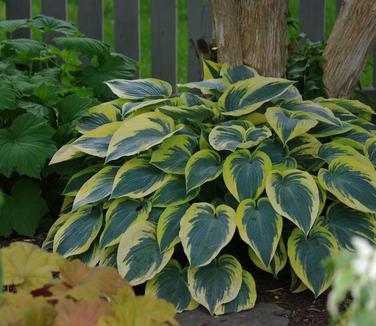 Hosta 'First Frost' 