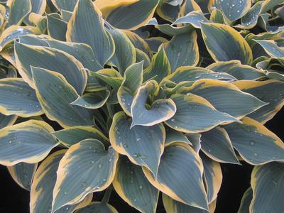 Hosta 'First Frost'