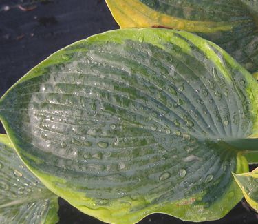 Hosta 'Frances Williams'