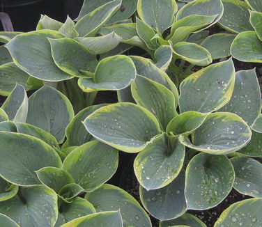 Hosta Frances Williams