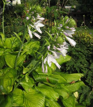 Hosta Guacamole