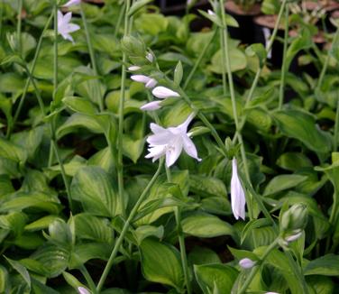 Hosta 'Guacamole'