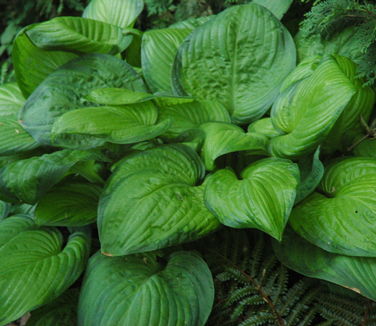 Hosta 'Guacamole'