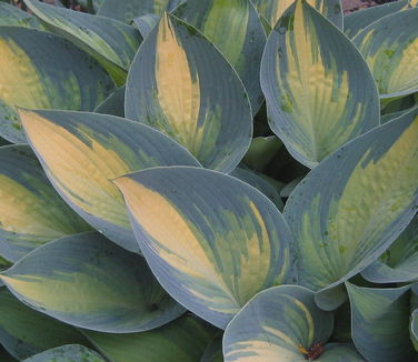 Hosta June