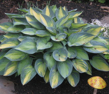 Hosta June