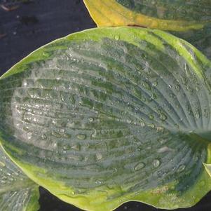 Hosta Frances Williams