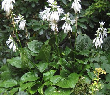 Hosta 'Royal Standard' - Plantain Lily