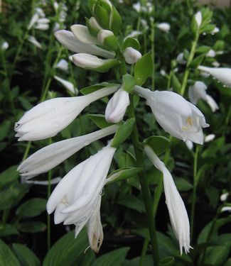 Hosta Royal Standard