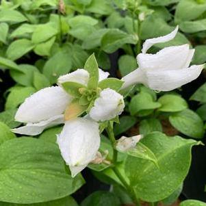 Hosta plantaginea var. grandiflora 