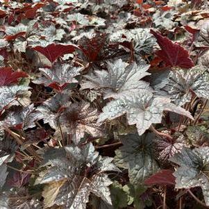 Heuchera micrantha Palace Purple