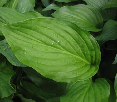 Hosta 'Royal Standard'