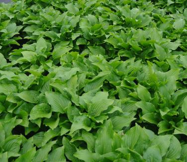 Hosta Royal Standard - Plantain Lily 