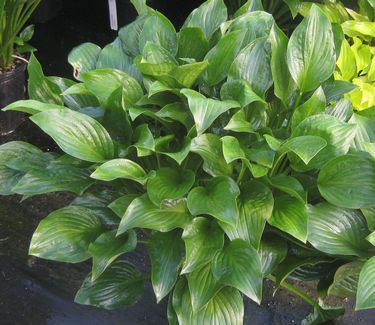 Hosta 'Royal Standard'