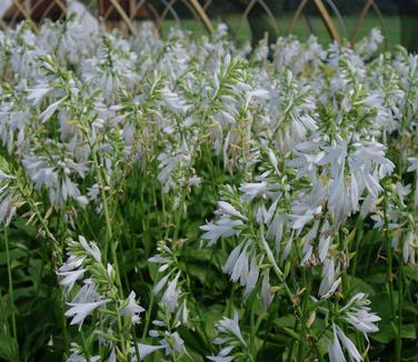 Hosta Royal Standard 