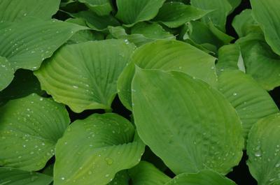 Hosta 'Sum and Substance' 