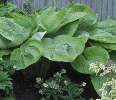 Hosta Sum and Substance