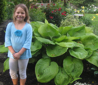 Hosta 'Sum and Substance' 