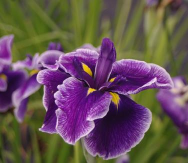 Iris ensata Crystal Halo - Japanese Iris