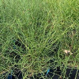 Juncus effusus Big Twister