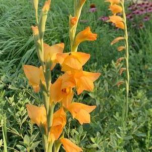 Gladiolus dalenii Boone