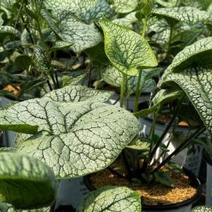 Brunnera macrophylla Queen of Hearts