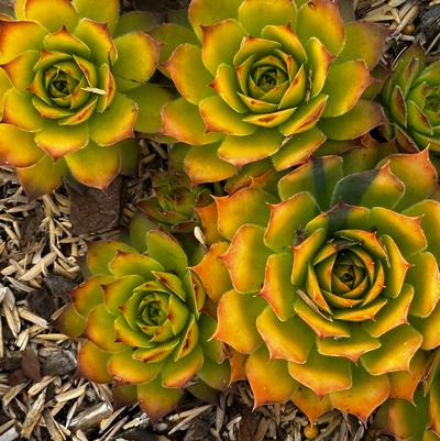 Sempervivum CHICK CHARMS® 'Gold Nugget'