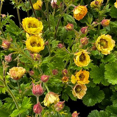 Geum x TEMPO Yellow