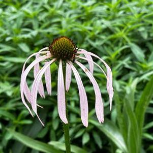 Echinacea simulata 