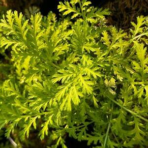 Tanacetum vulgare Isla Gold