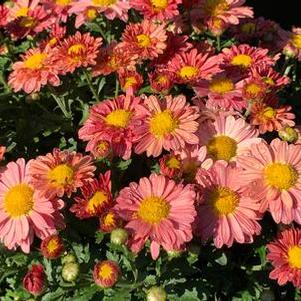 Chrysanthemum Mammoth™ 'Coral Daisy'