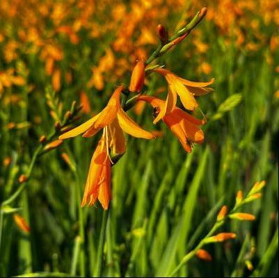 Crocosmia x crocosmiiflora George Davidson