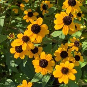 Rudbeckia triloba 