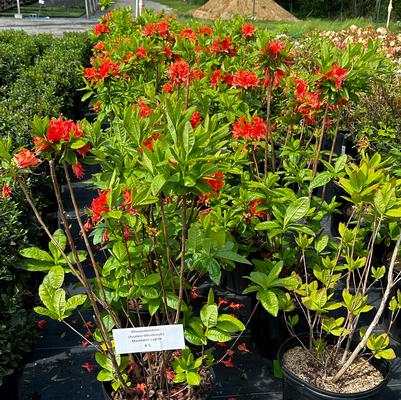 Rhododendron Mandarin Lights