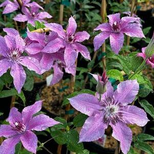 Clematis Rosalie™