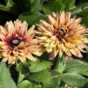 Rudbeckia hirta Sahara