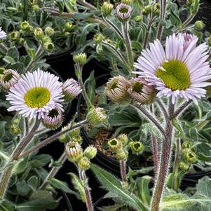 Erigeron pulchellus var. pulchellus Lynnhaven Carpet