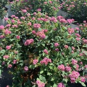 Spiraea media Double Play® Artisan®