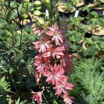 Delphinium x Red Lark