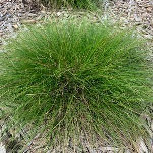 Carex eburnea 