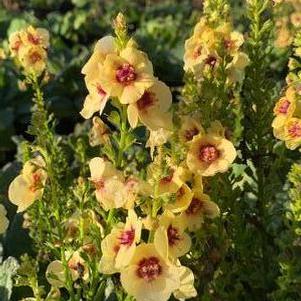 Verbascum x Dark Eyes