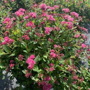 Spiraea media Double Play® Pink