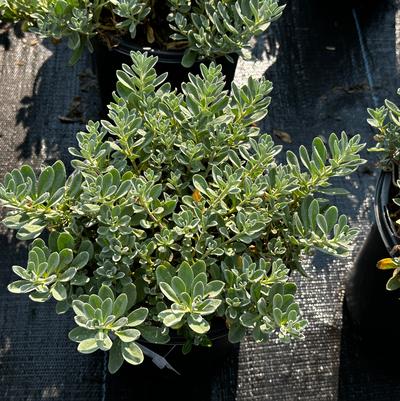 Alyssum wulfenianum Golden Spring