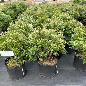 Ilex glabra Nordic